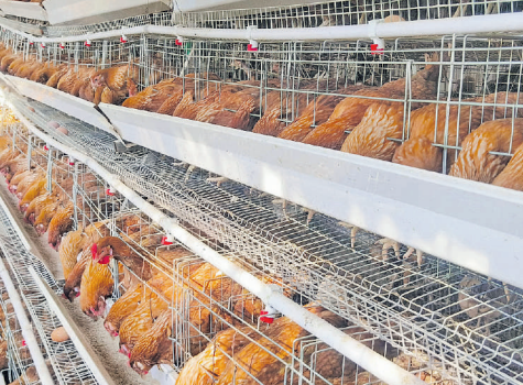 Details; A Complete Guide to Starting Poultry Farming in Kenya(Photos)