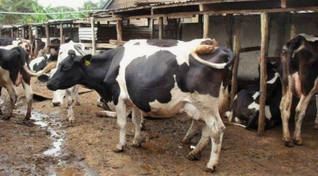 It's A Simple Project; How To Do A Dairy Cattle Farming at Home (A Practical Guide)