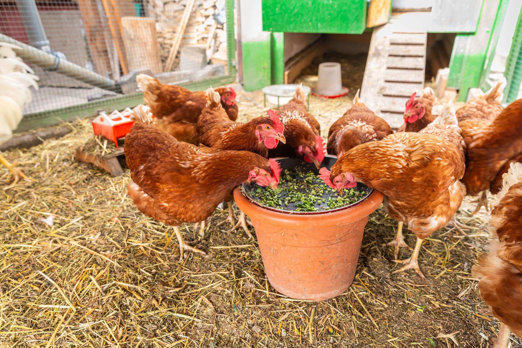 Natural Shield: How to Use Herbs to Keep Your Chickens Healthy and Disease-Free