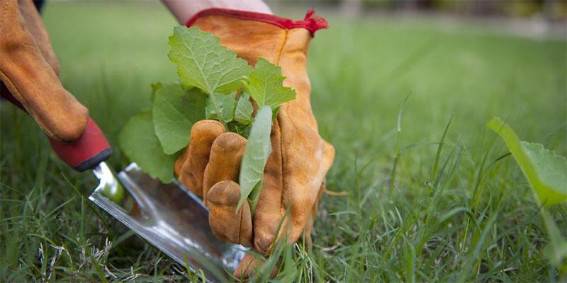 No Chemicals Just Natural Way: Smart, Safe Methods Every Farmer Should Know To Remove Weed (Procedure)