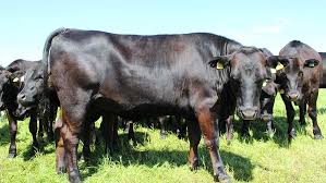 The World’s Sweetest Beef;  The Hidden Treasure of the Savannah Cattle (Photo)
