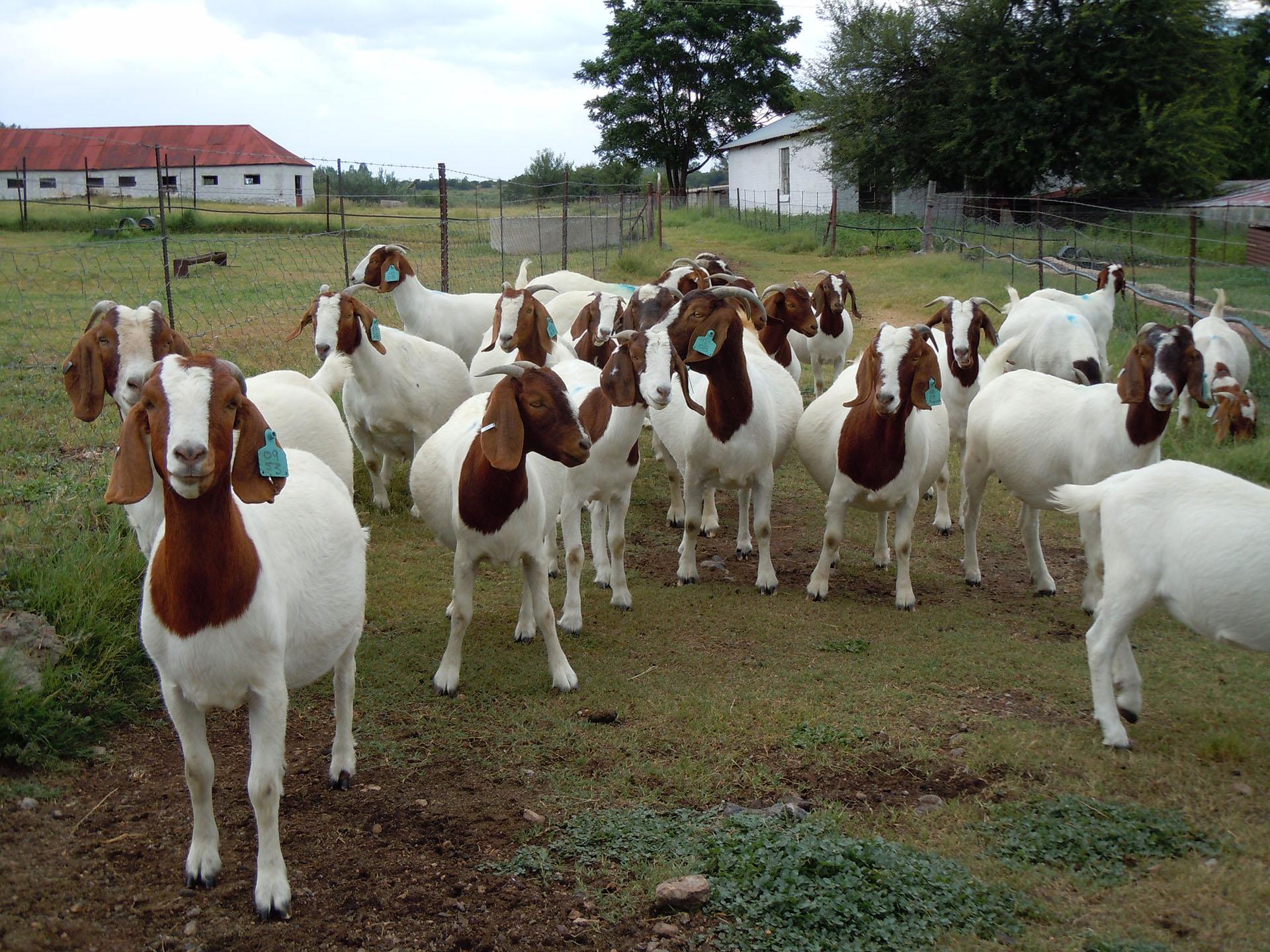 Real Deal; Profitable Goat Farming in Kenya: Best Breeds and How to Make Money(Photos)