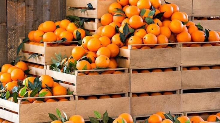 Pixie Oranges: The Sweet Gold Boosting Farmers’ Income in Kenya (It's A Good Deal)