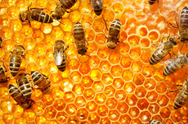 The Tiny Heroes of Nature: Why Bees Are Important to Human Life(Functions)