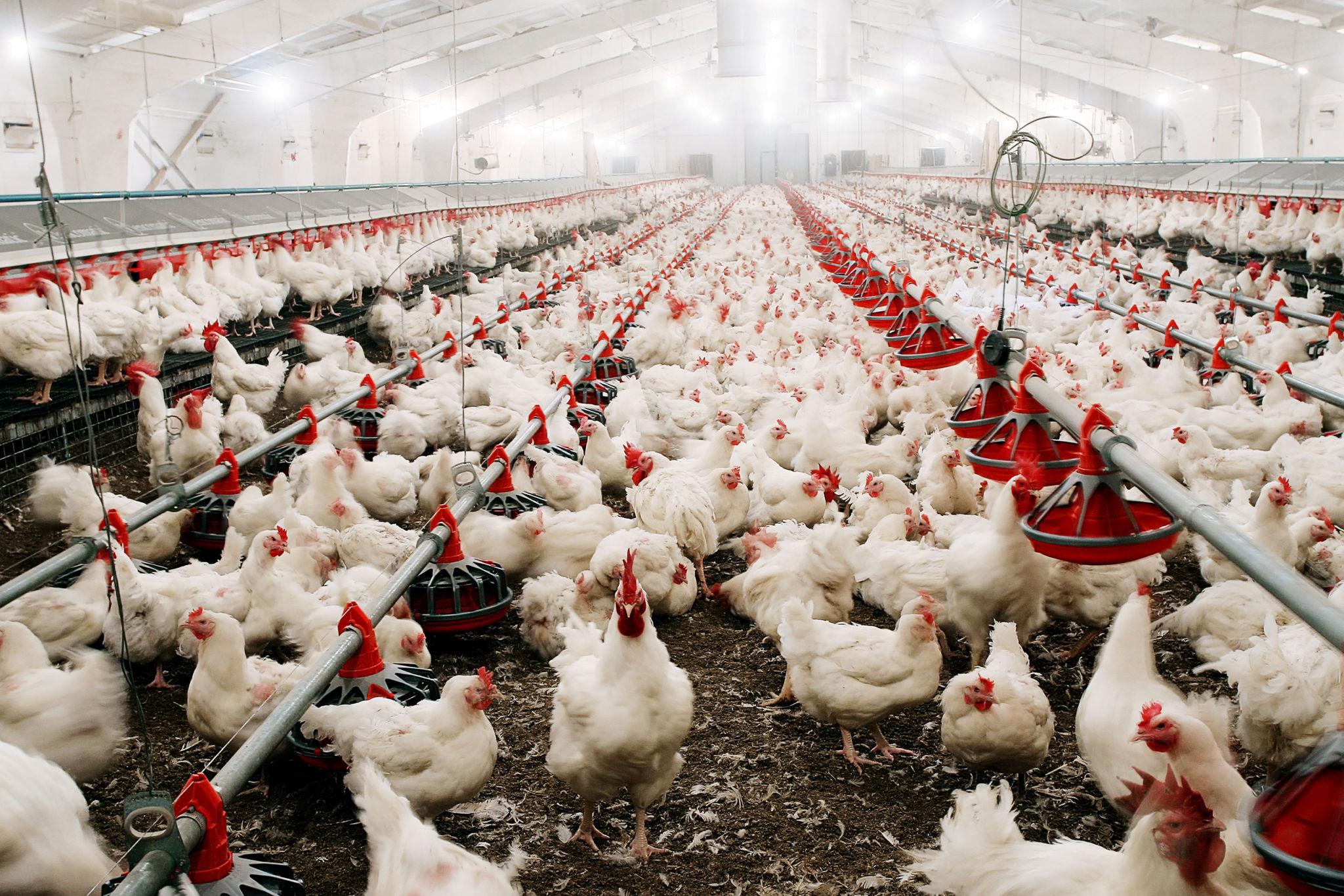 Why Poultry Farming is Becoming Kenya’s Fastest Growing Business