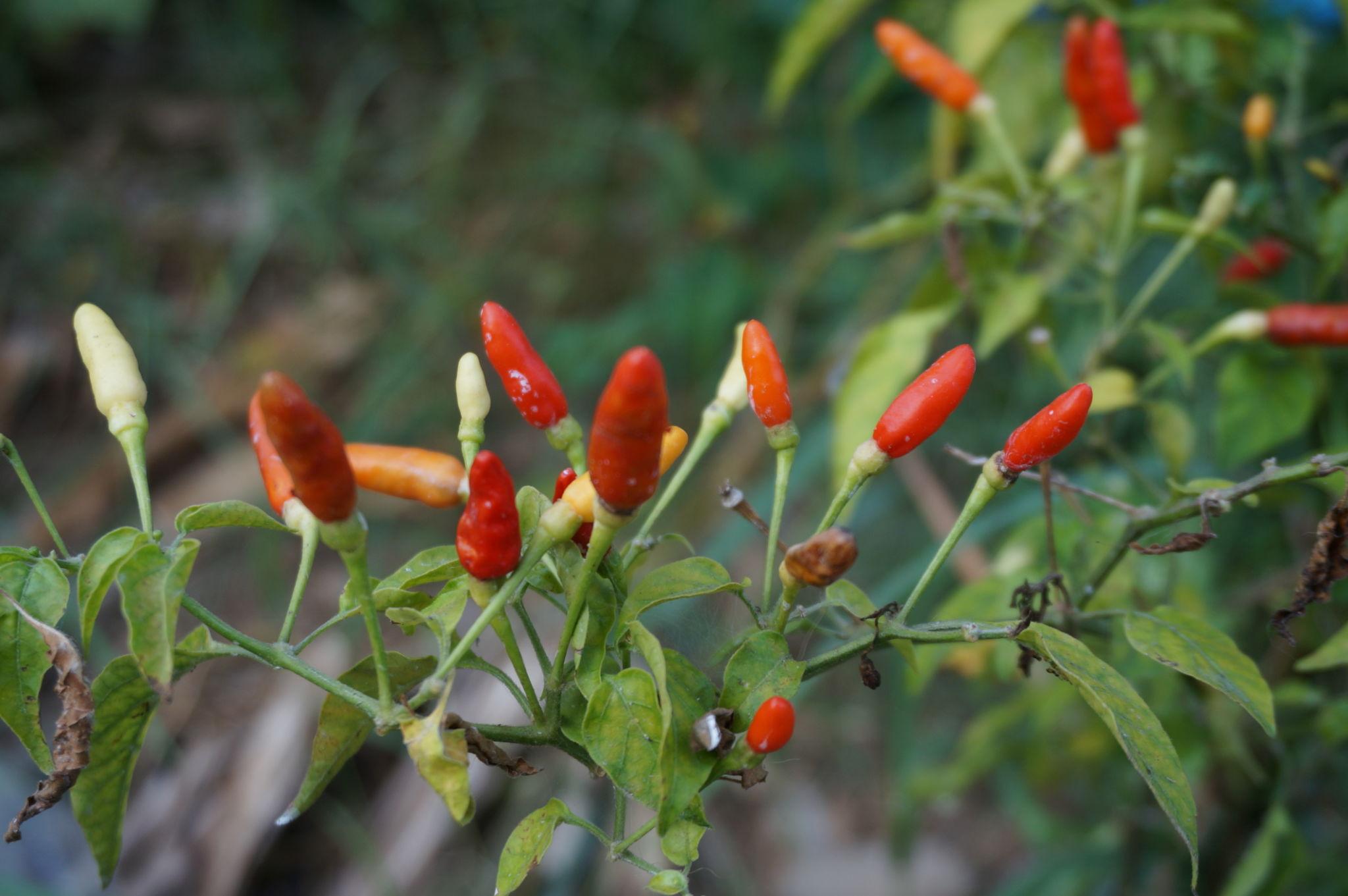 Surprising Facts People Don’t Know About Chillies (Small Pepper, Big Power)