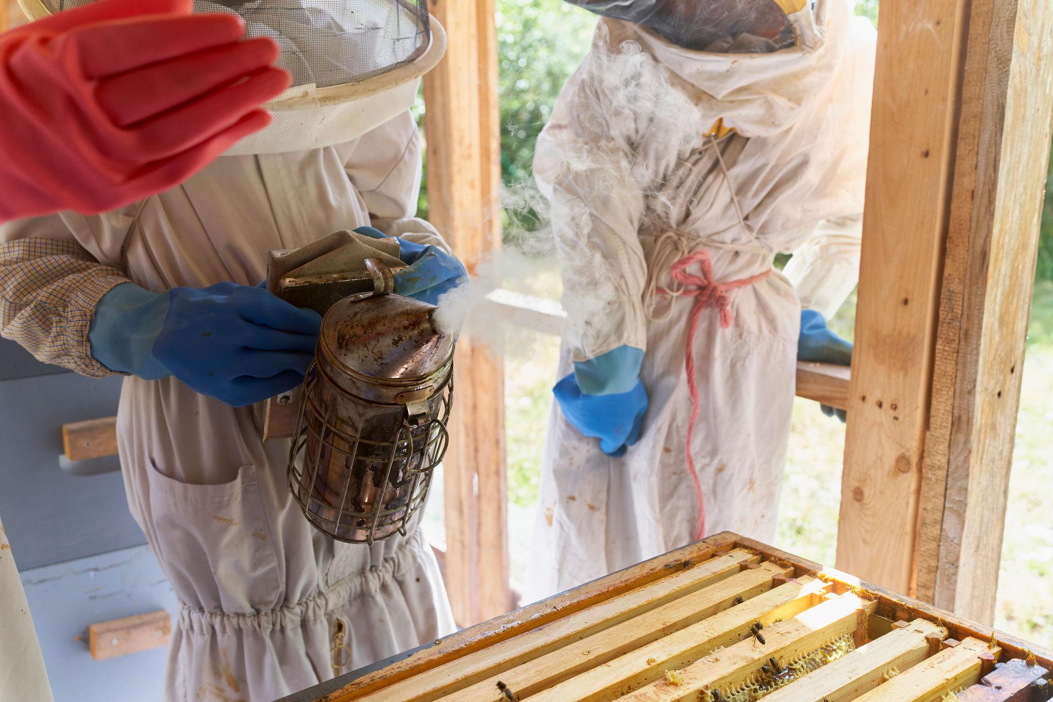 How To Use Bee Smoker: Safe Beekeeping Tips Every Farmer Should Know (Details)