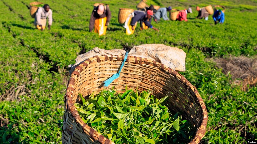 Kenya Eyes Ksh100B Green Bond to Transform Agriculture Sector(Details)