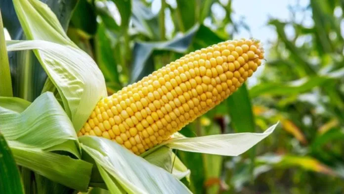 Golden Harvest: Three Great Reasons Why Maize Farming Is a Smart Investment (Details)