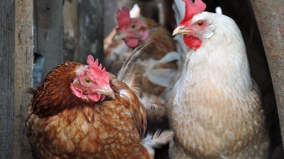 Silent Killers: 5 Common Diseases That Affect Chicken Farming(Signs)