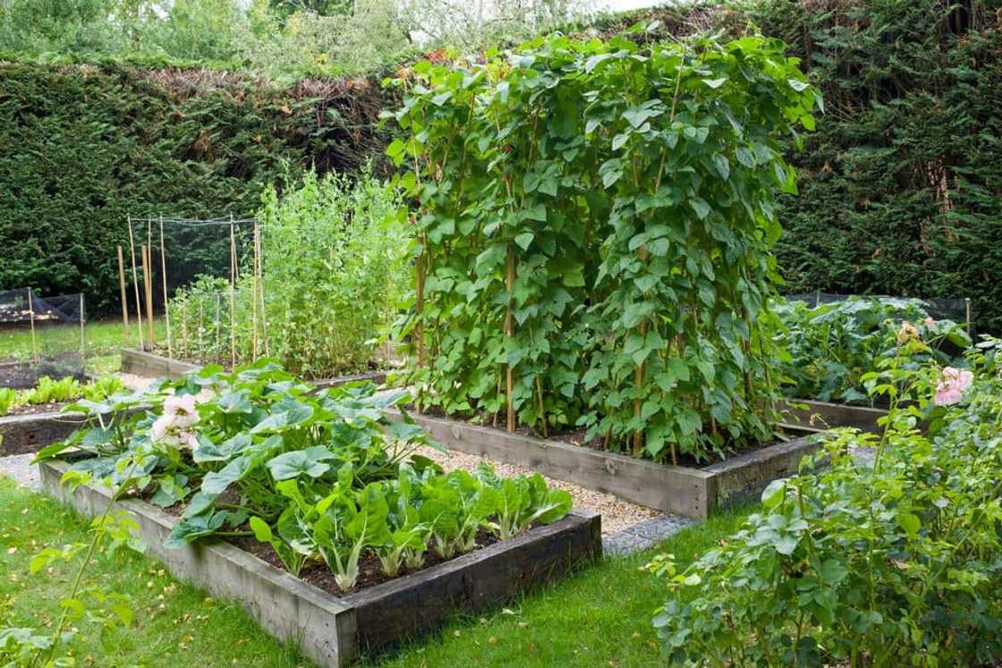 Saves Money; Importance Of Kitchen Gardens (Small Spaces With Big Benefits)