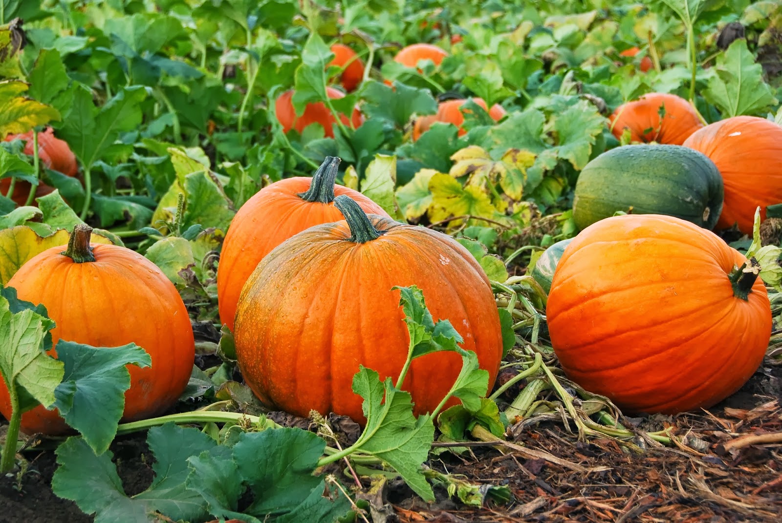 improve eyesight ; Other Amazing Health Benefits of Eating Pumpkins