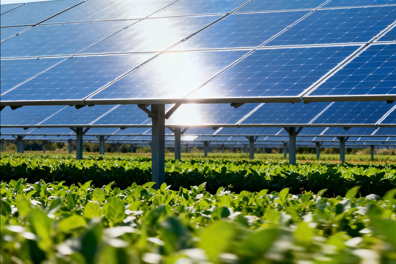 Reason Why Solar-Powered Farming Is Making Agriculture Affordable (Explained)