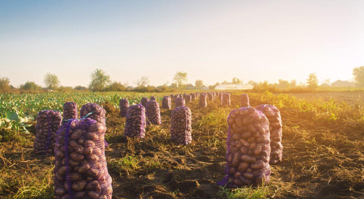 Timing is Everything: Best Seasons to Plant Potatoes for High Yields in Kenya (Regions Mentioned)