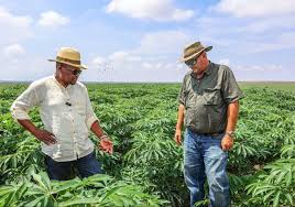 Kenya Pushes for Bigger Agricultural Markets in South Africa Trade Talks (Details)