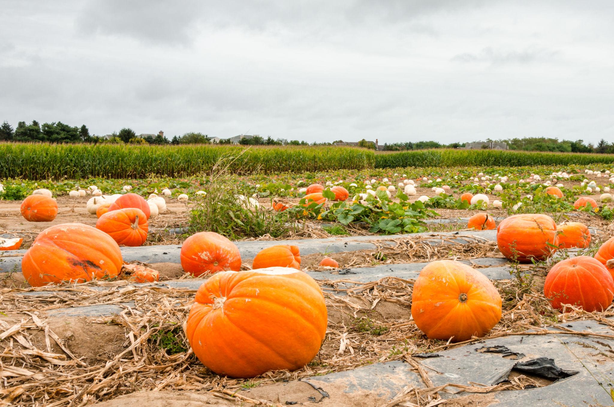 Why Plant It; Benefits Of Pumpkin Packed with Health and Nutrition (Photos)