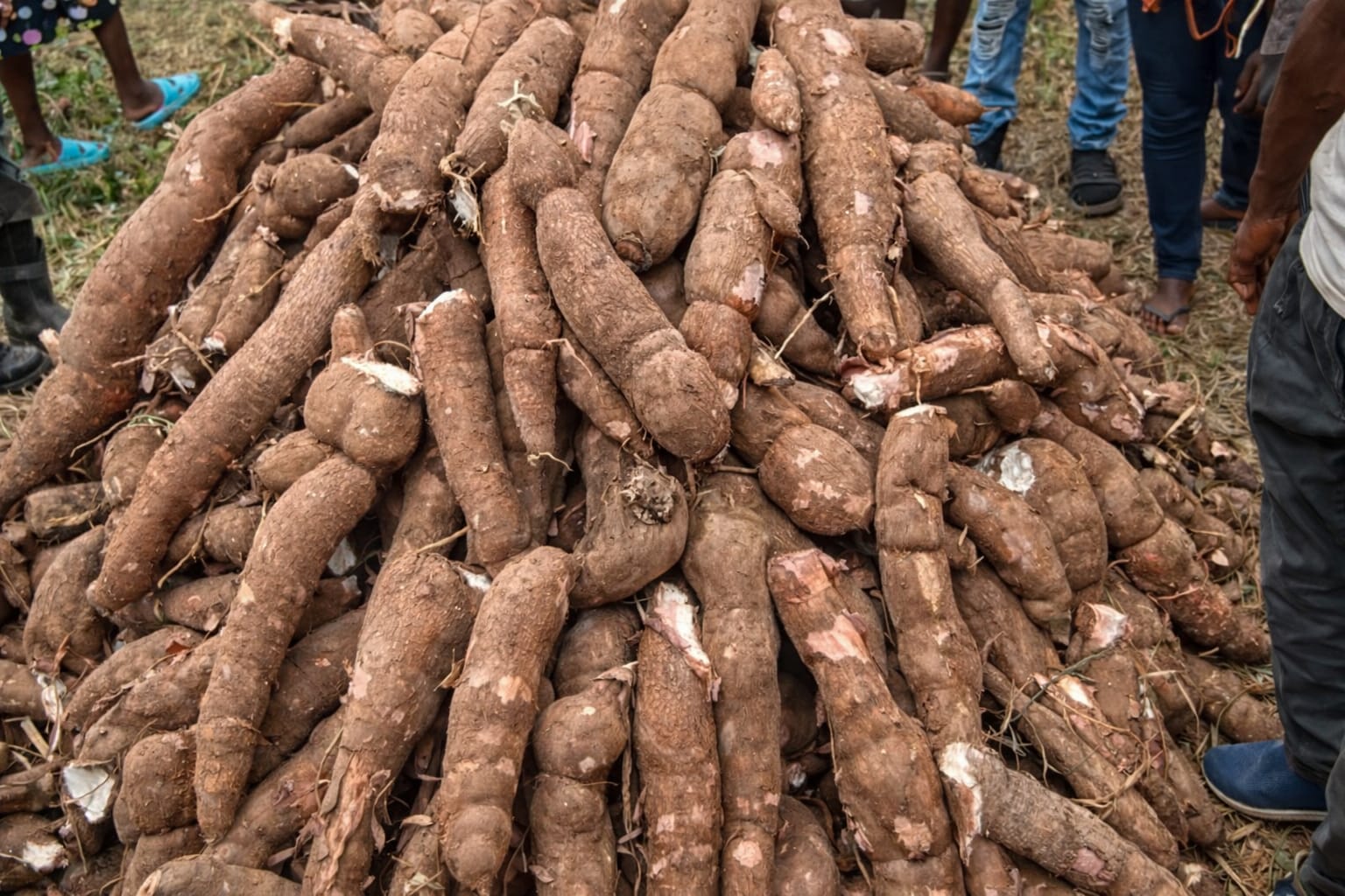 Cassava: The Drought-Resistant Crop That Thrives Where Others Fail (Details)
