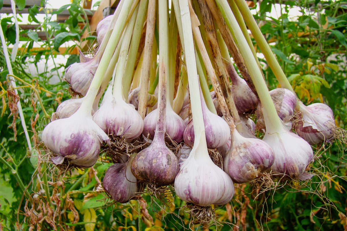 Garlic Farming for Beginners; Simple Steps to a Profitable Harvest (Details)