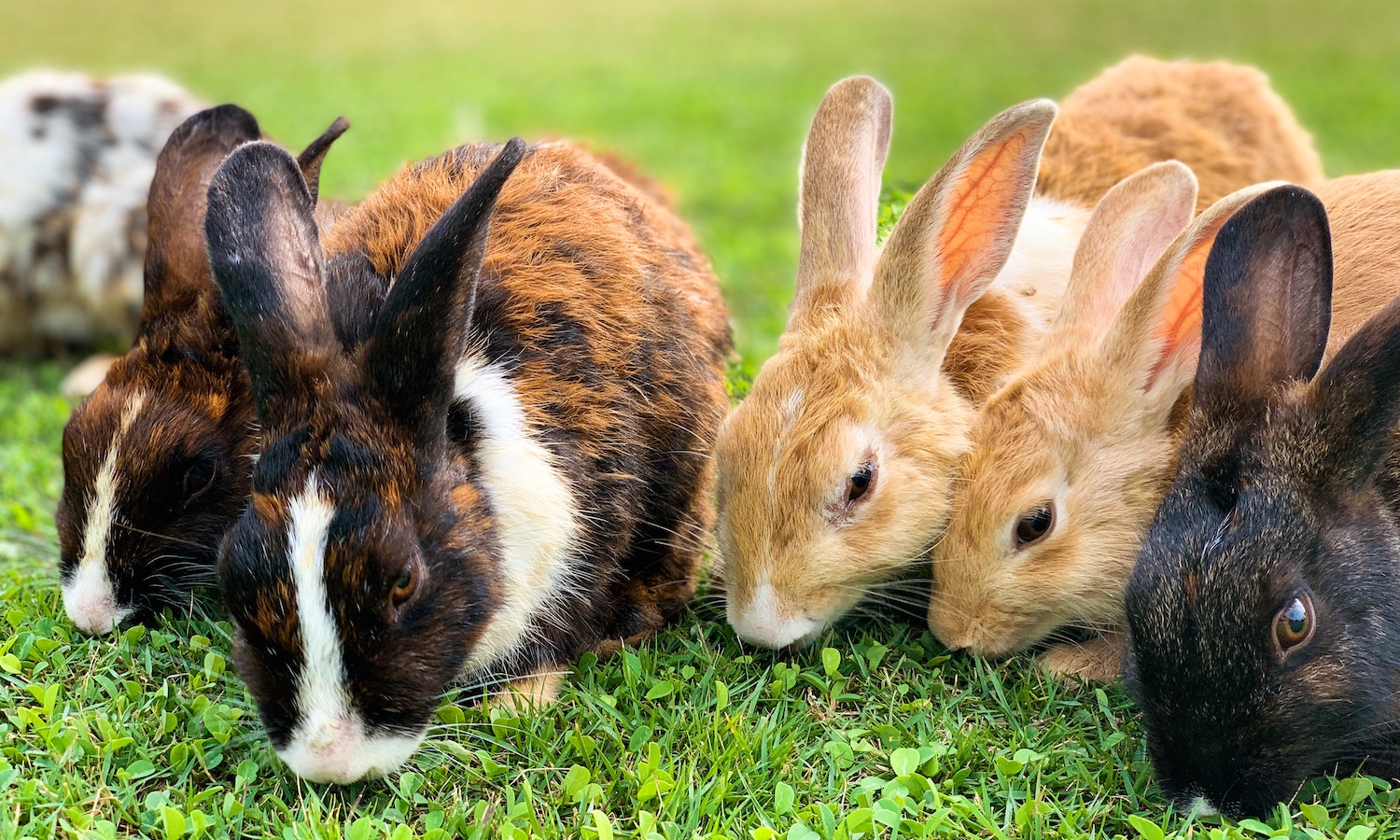 Rabbit Farming: The Small Livestock Venture with Big Profits