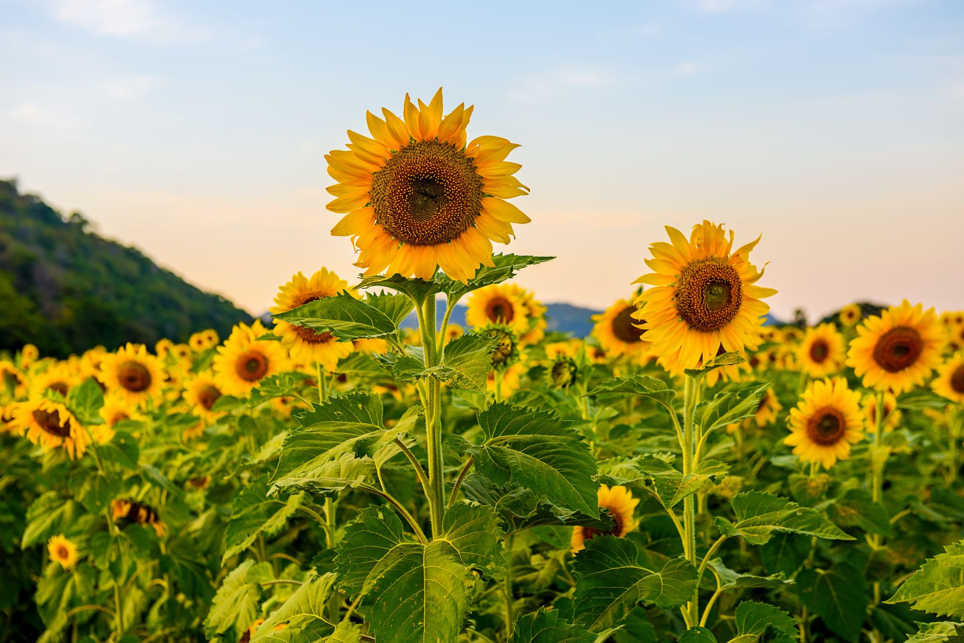 What Many Farmers Don’t Know About Sunflower Farming(Details)