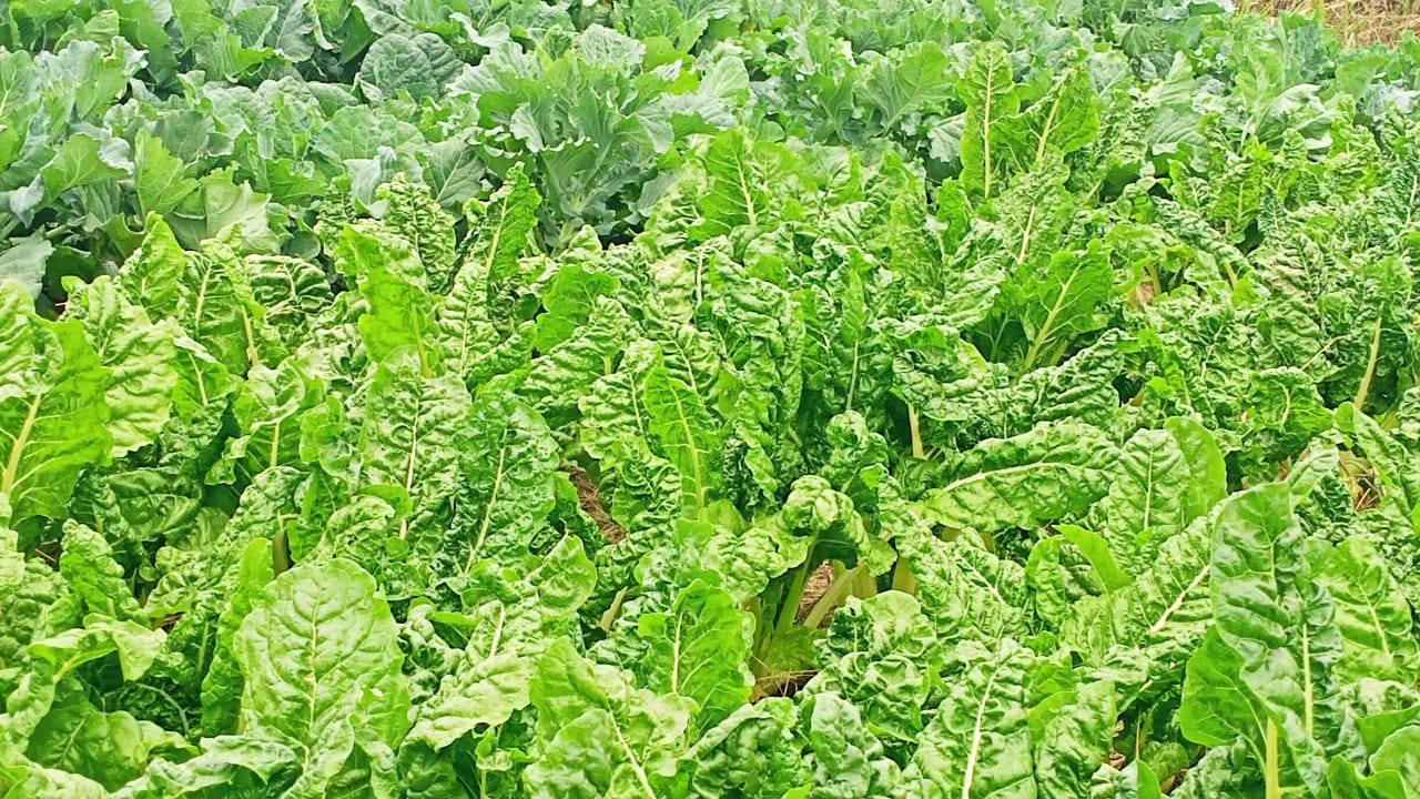 Why Spinach Is One of the Fastest-Growing Vegetables for Farmers (Photos)