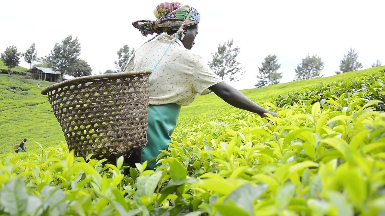 Kenya’s Green Gold: Why Tea Remains the Country’s Top Export