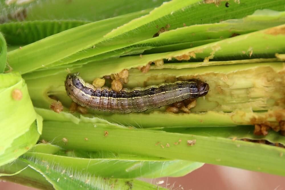 Fall Armyworm And It's Signs: The Silent Destroyer of Maize Fields (Details)