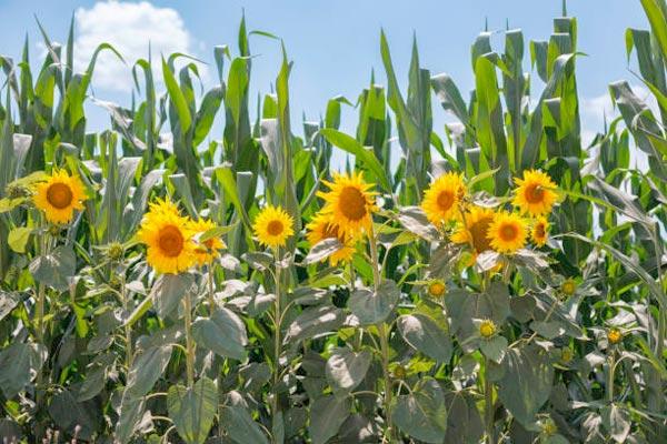 ''The Golden Crop That Boosts Farm Productivity'' Just Know Why You Should Intercrop Sunflower In Your Farm