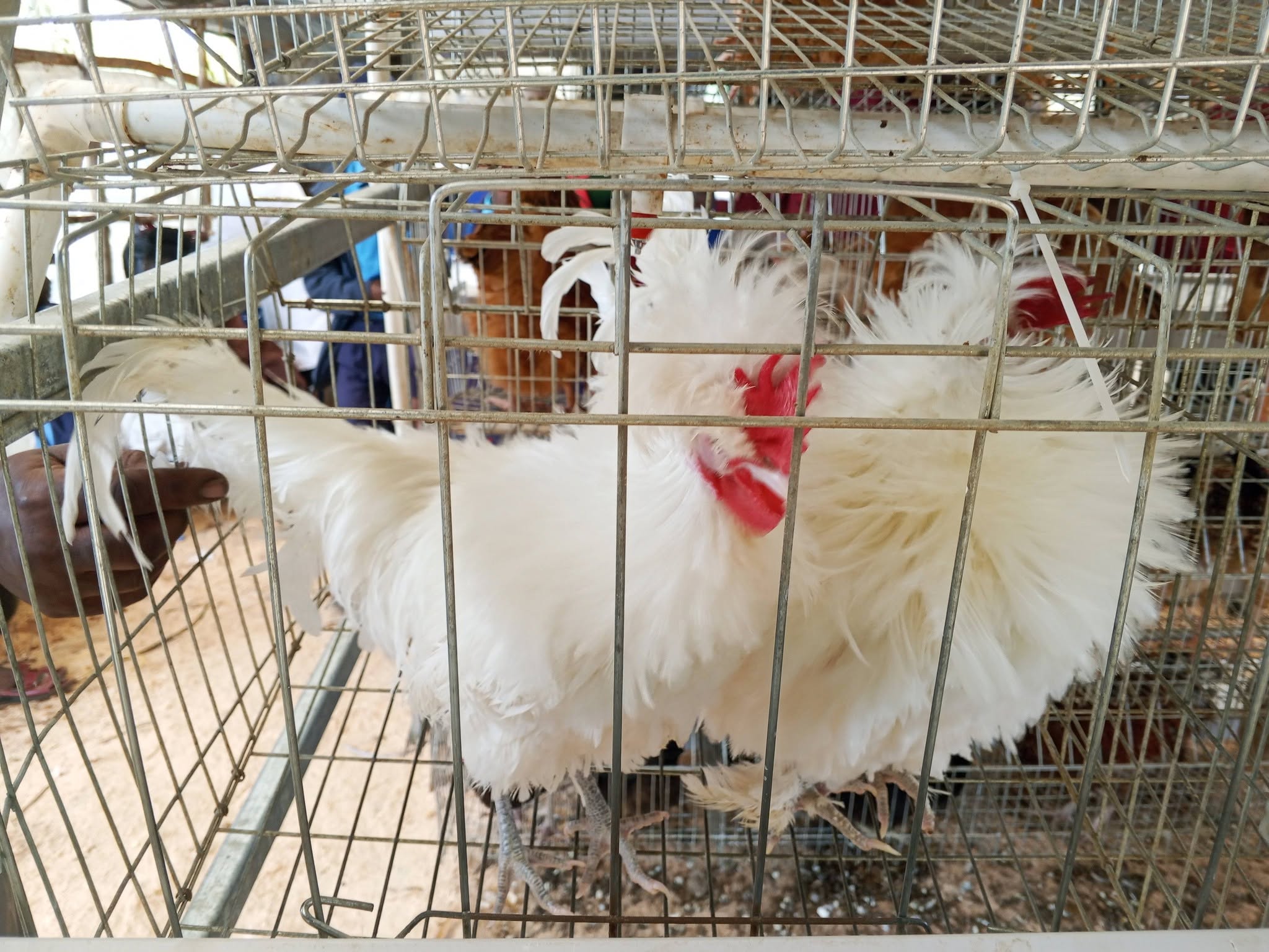 Rare Ornamental Birds From Richmond Terrance Farm Draw Crowds at Machakos ASK Show 2026 (Pair Cost Ksh. 7000/-)