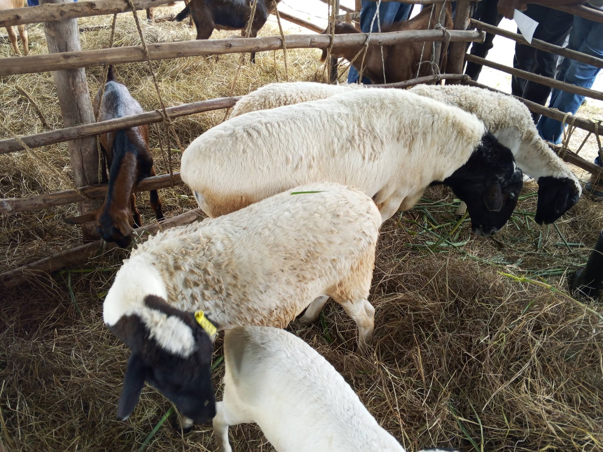 Hidden Secrets of Dorper Farming: What Many Farmers Don't Know(Details)