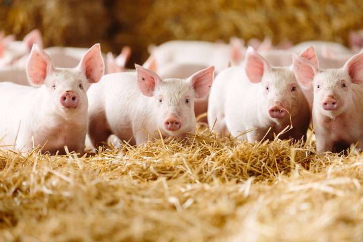 Pig Farming and the Environment: Balancing Profit with Sustainability (Details)
