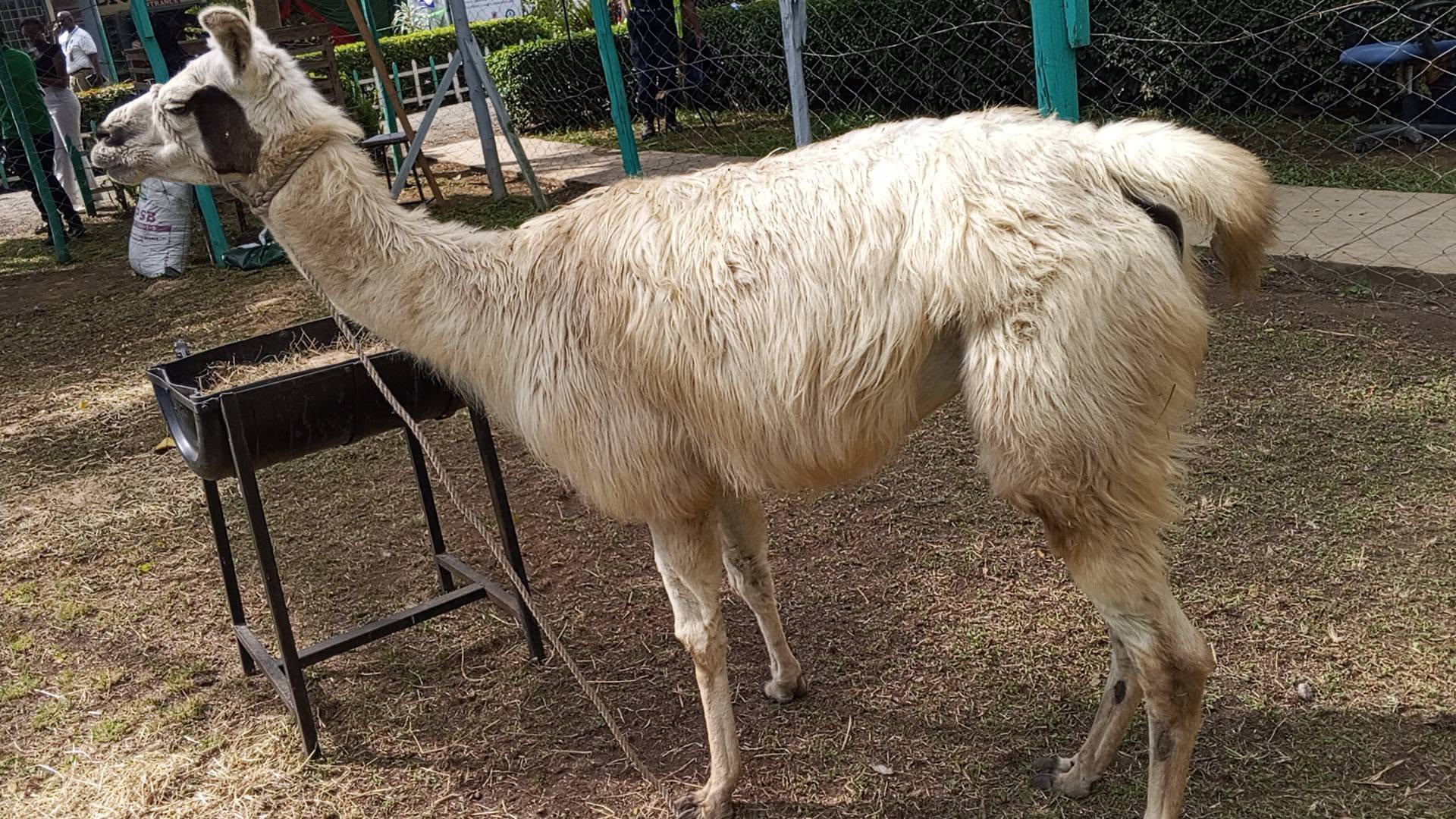 Mbuzi/Ngamia - Egerton University Unveils the Unique 'Eu Llama' at Nakuru ASK Show 2026 (Details)