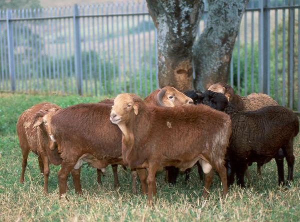 Red & Black Maasai Sheep Breed Winning Farmers at the Nakuru ASK Show 2026 (One Cost Ksh. 30,000)