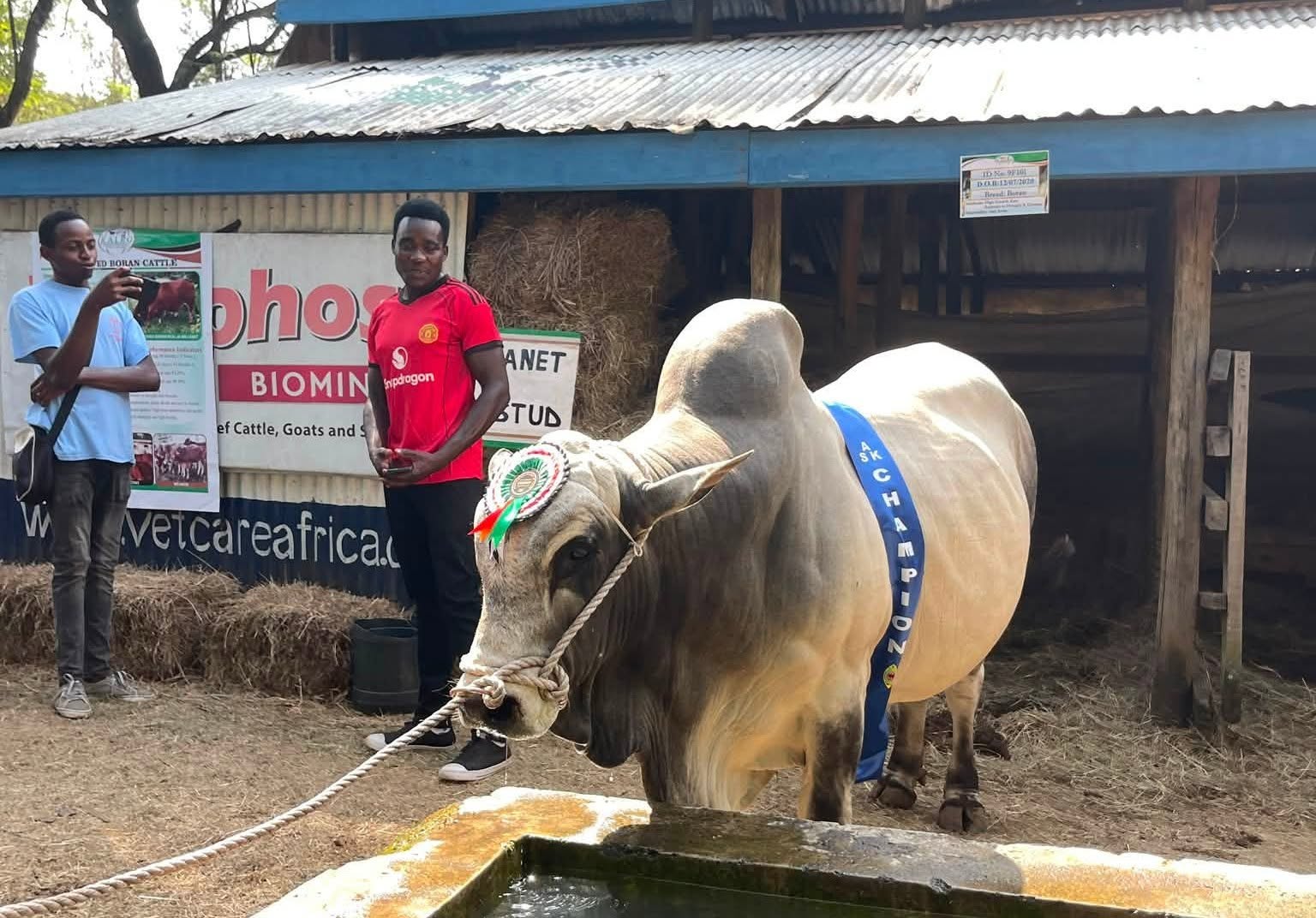 King Of The Ring; KALRO’s 700kg Giant Bull Steals the Show at the 2026 Nakuru ASK Exhibition (Details)