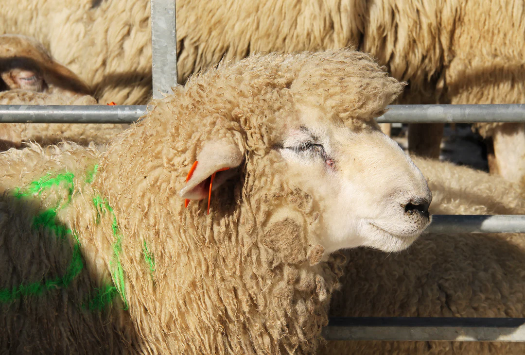 Can't Stay In Warm Areas; Romney Sheep Steals the Spotlight at Nakuru ASK Show 2026 (Details)