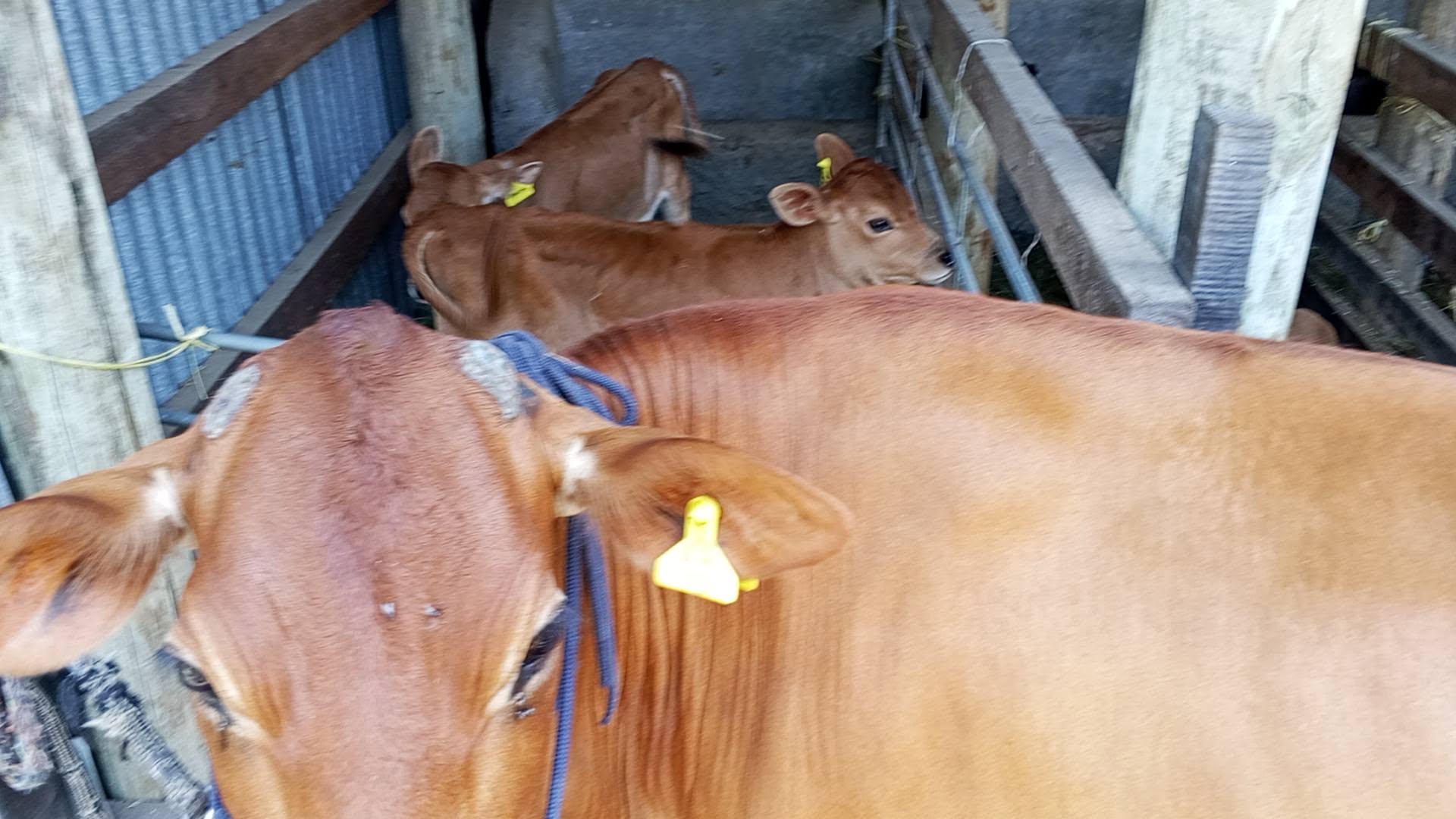 Double Blessing on the Farm: The Rare Wonder of Twin Calves at the Nakuru ASK Show 2026 (Photos)
