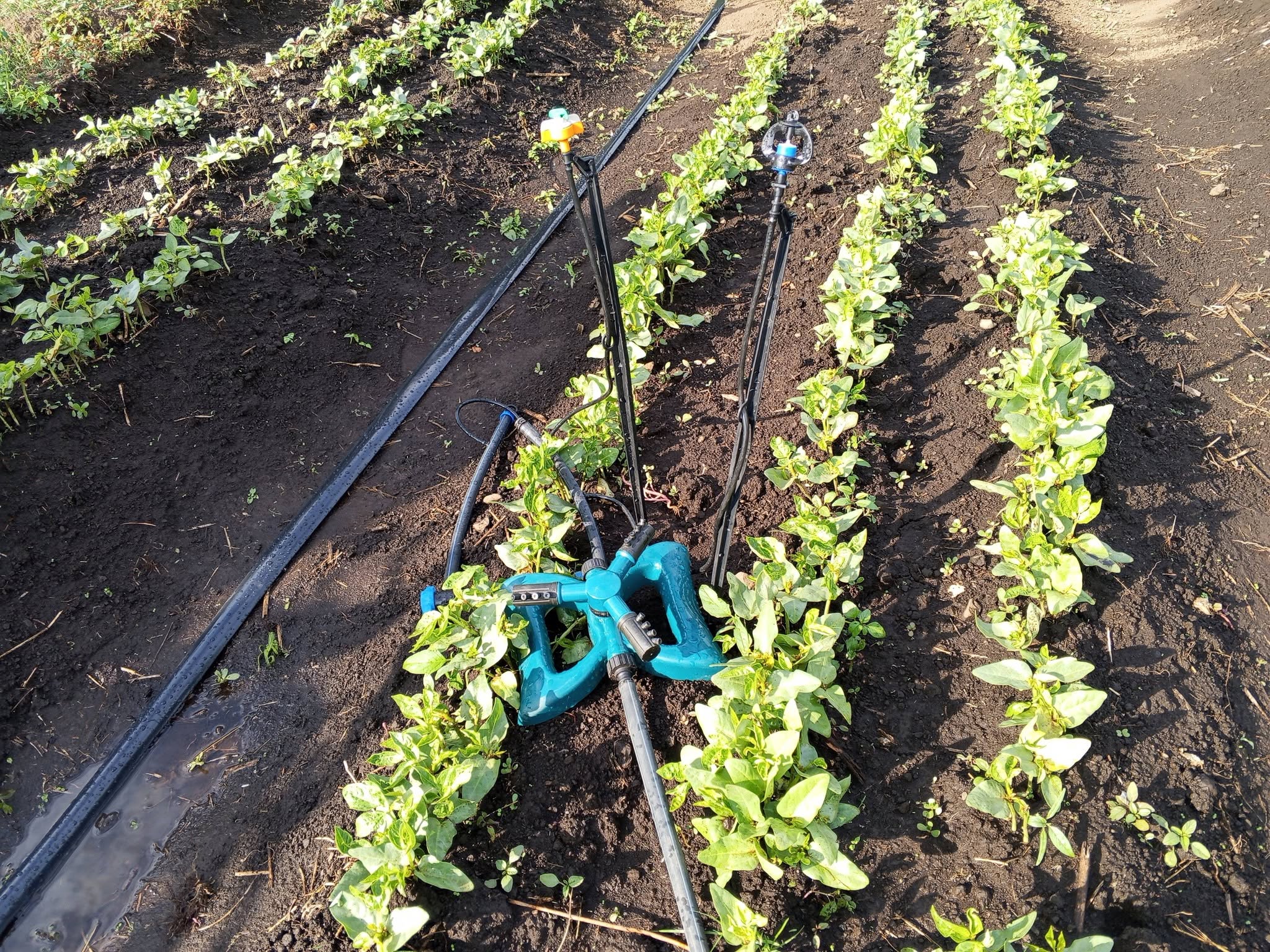 RainHorse Irrigation: Smart Watering for Higher Farm Productivity