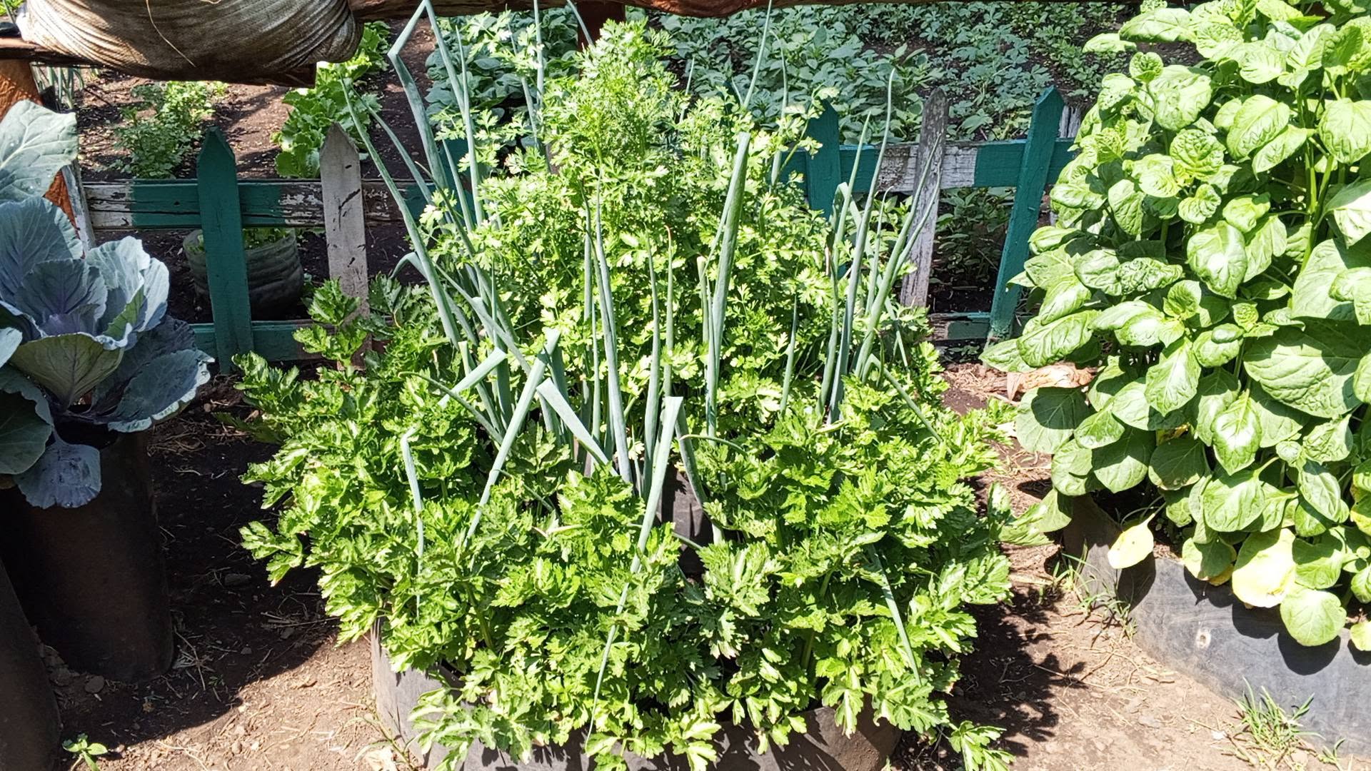 Feed Your Family from a Small Space with a Conical Garden (Details)