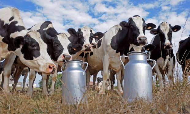 The Right Can Matters: Why Should Milk Be Carried In  Aluminium and Stainless Steel Milk Cans (Details)