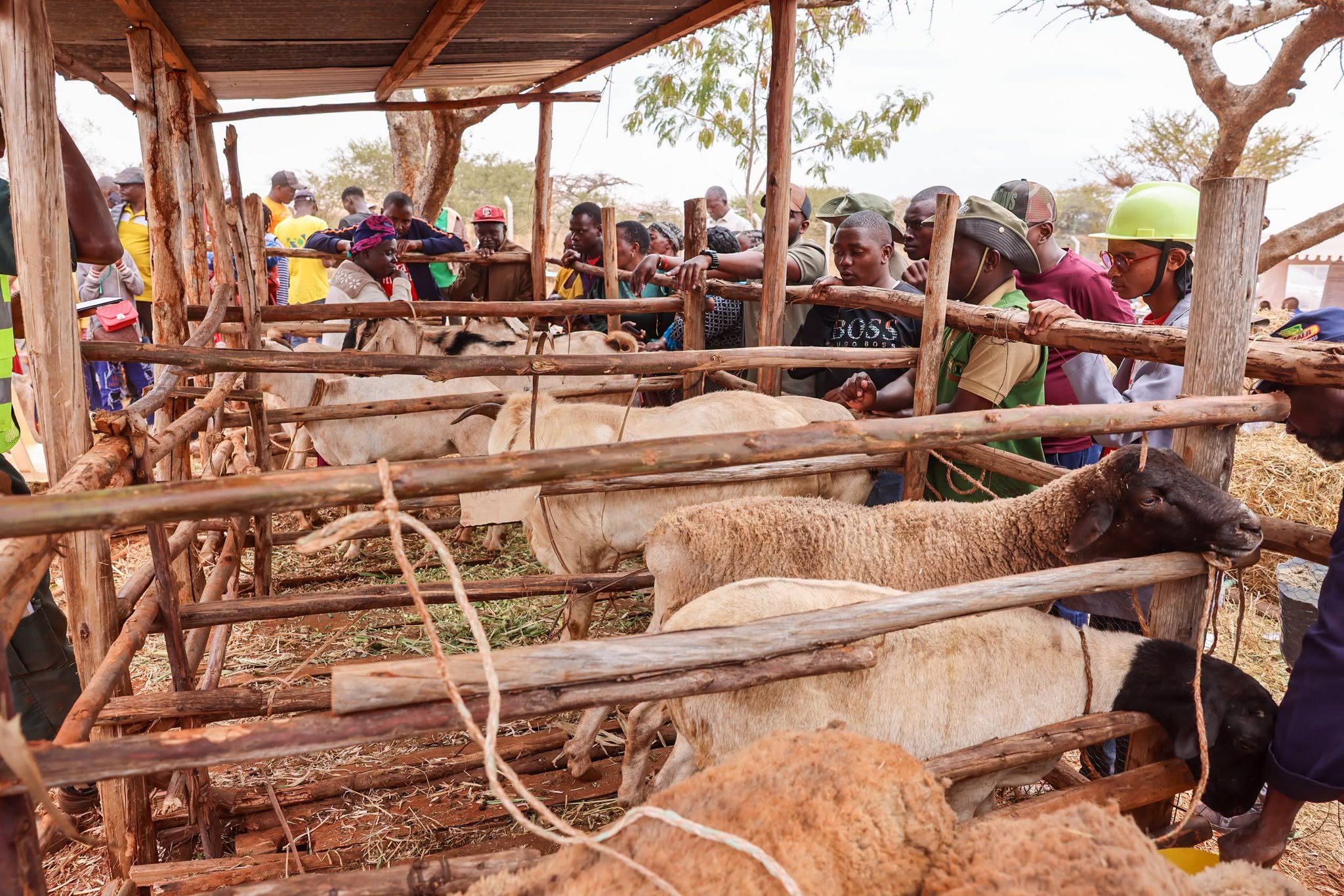 Galla Goat: The Hardy Breed Transforming Livestock Farming in Lower Eastern Kenya (Photos)