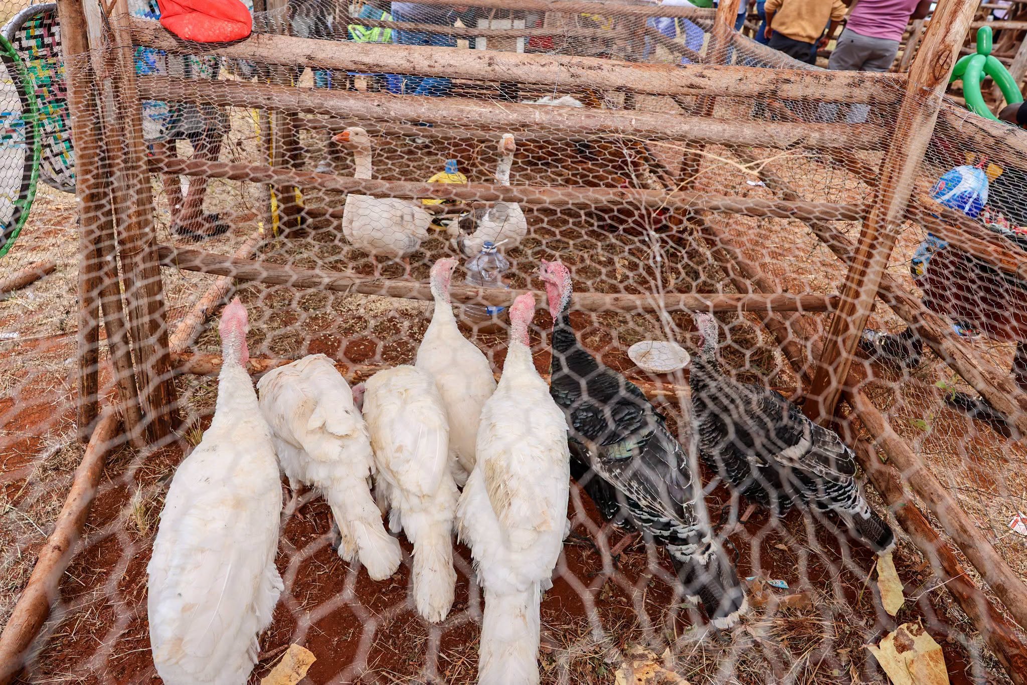 Turkey Farming: A Profitable Poultry Venture Showcased at the Makueni Agricultural Show 20262 (Details)