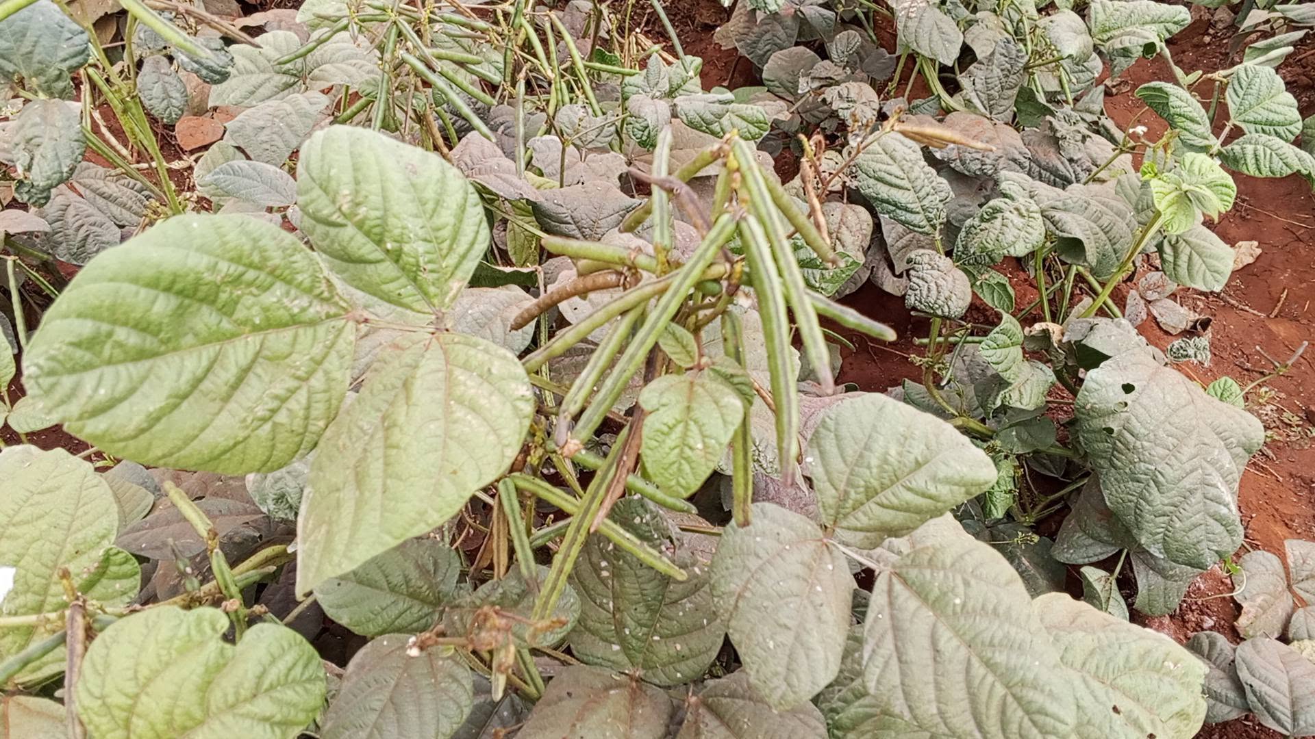 Why Green Gram Is Only Best  Drought-Tolerant Crop Transforming Farming in Lower Eastern Kenya (Details)