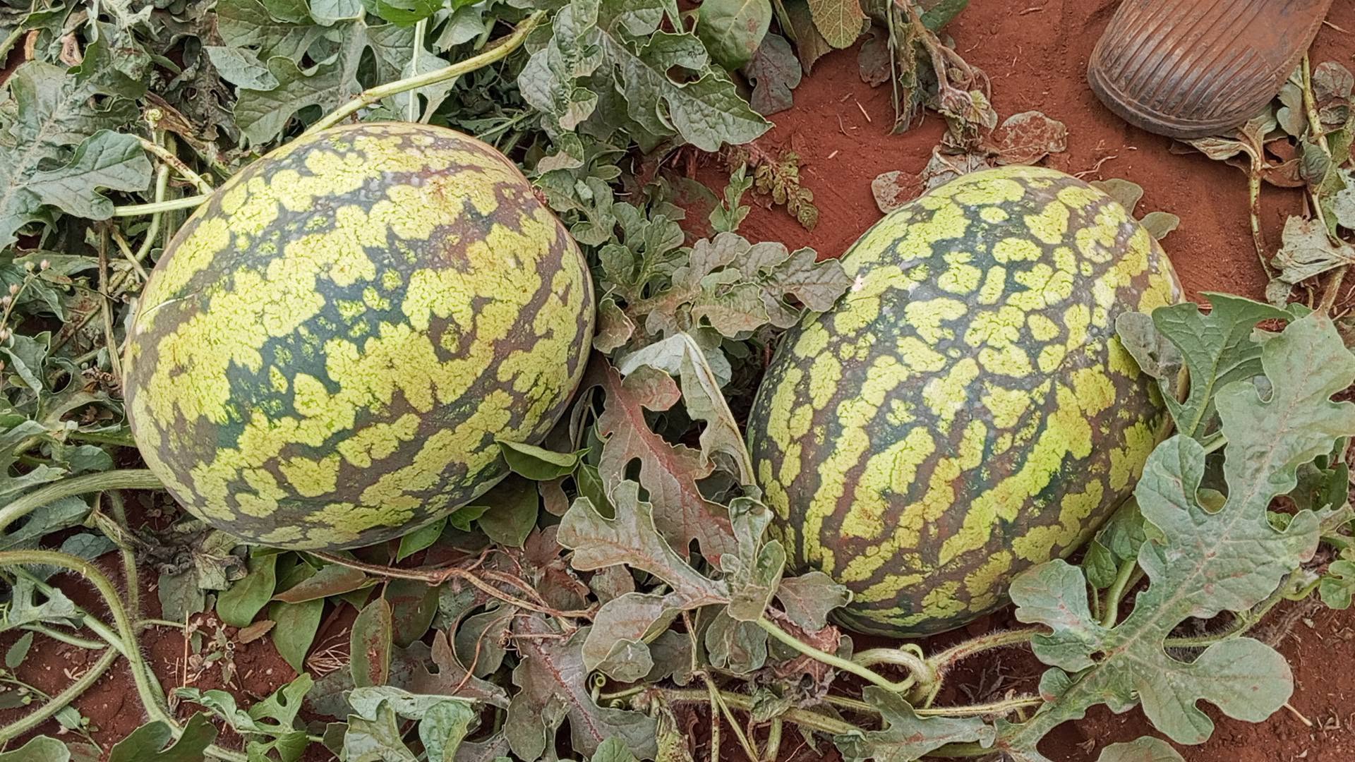 Why Watermelon Thrives in Lower Eastern Kenya: The Sweet Fruit Transforming Farmers' Livelihoods (Details)