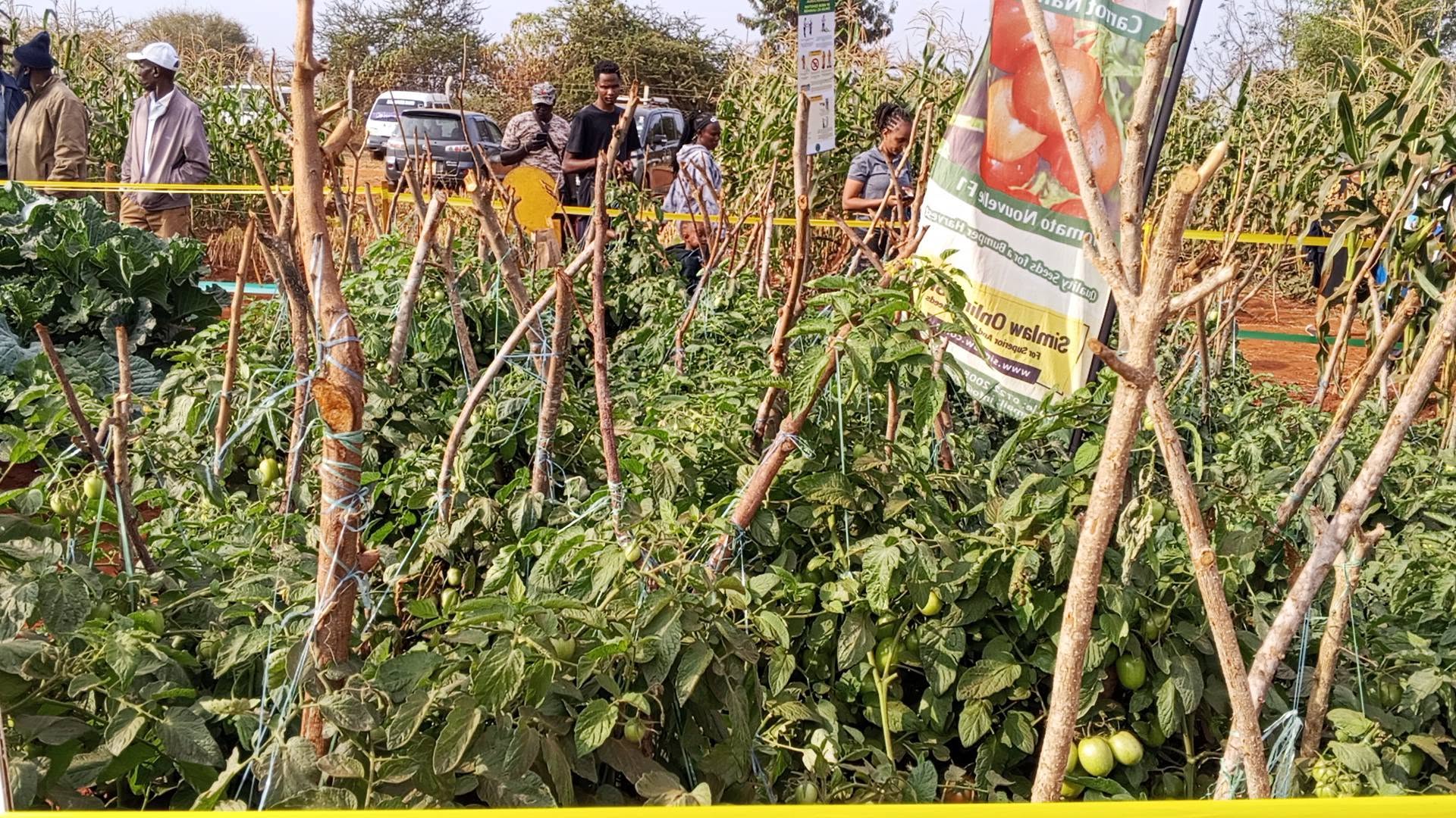 Simple Tomato Farming: A High-Value Crop for Year-Round Income (Photos)