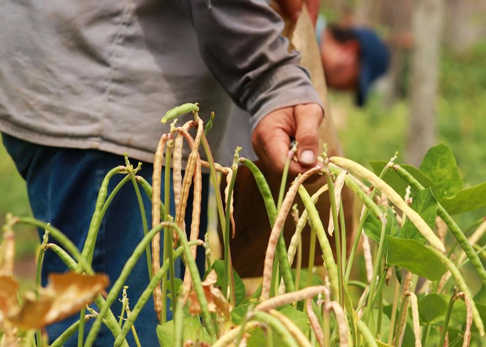 Why Cowpeas ? The Climate-Smart Crop Thriving in Lower Eastern Kenya(Details)